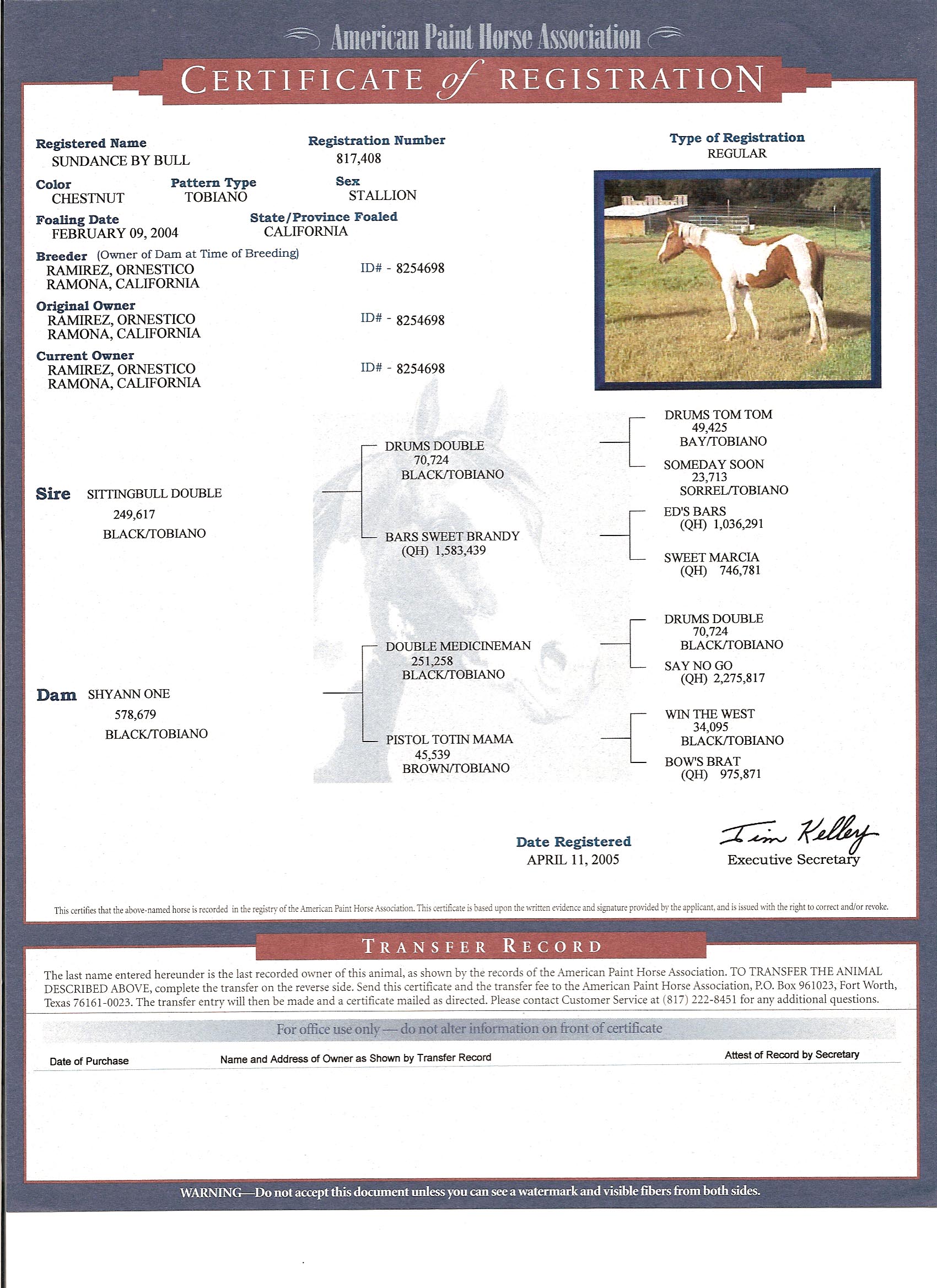 Painted Pony Horse RanchTobianos Pinto for Sale